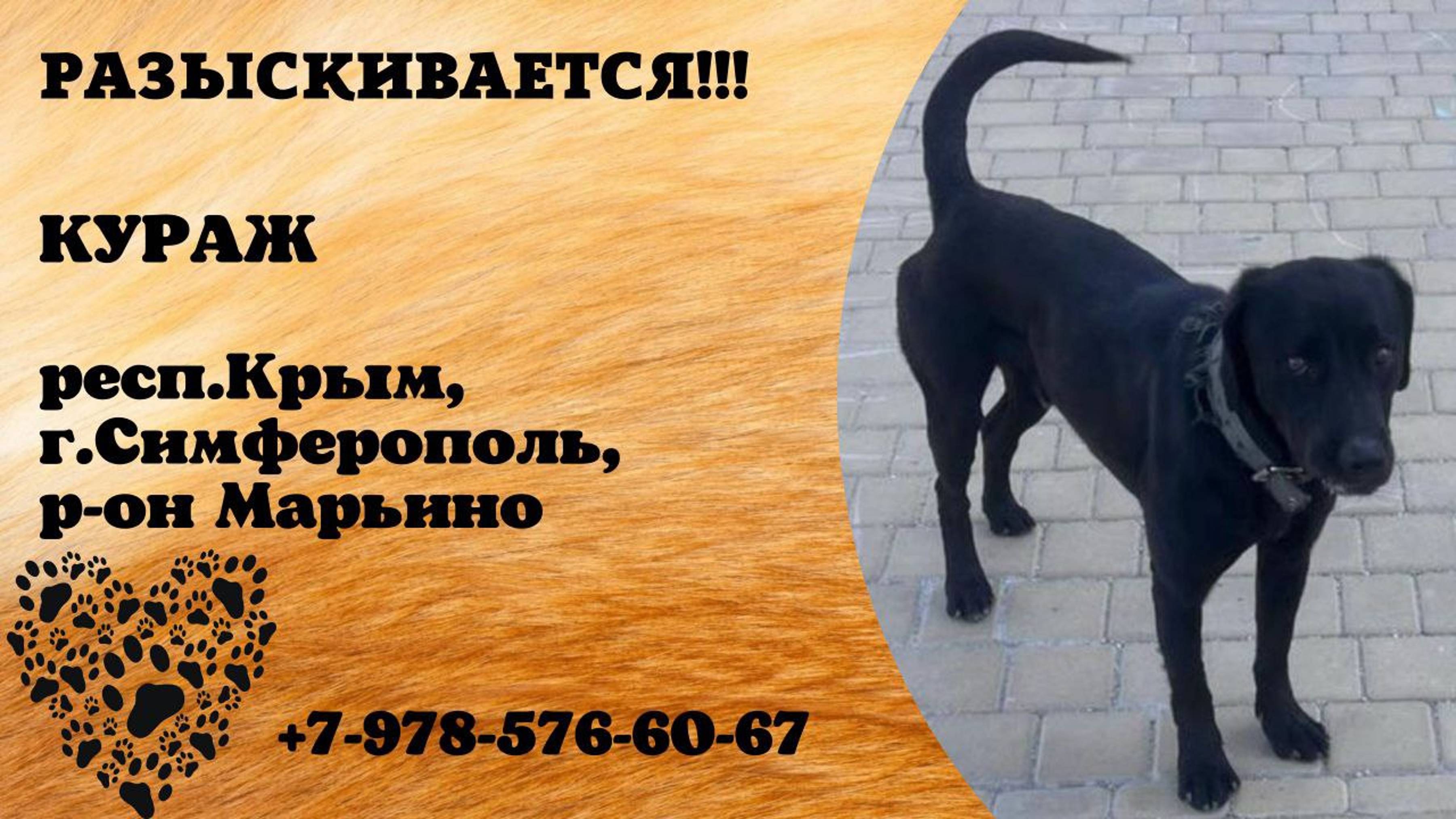 Пропала собака! КУРАЖ. респ. Крым, г. Симферополь