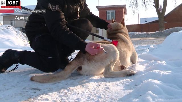 В Альметьевском районе провели стерилизацию собак