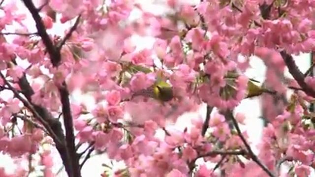 Самые красивые животные на планете: обзор удивительных созданий ч.50