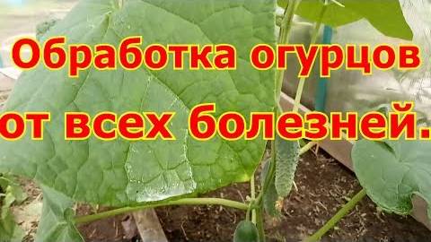Одна обработка огурцов от всех болезней — спасает урожай за сезон!