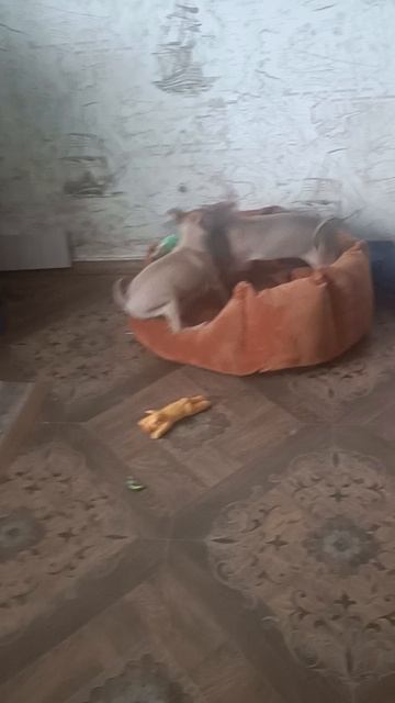 1000090713.mp4