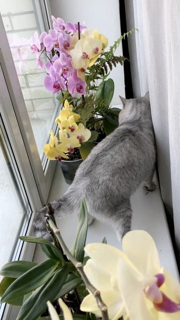 Котик Маню у окна с цветочками.