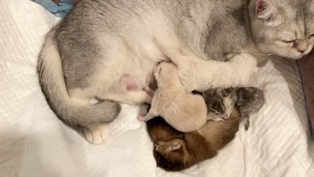 Кошка Кайли родила котят.