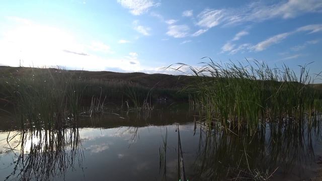 Закинул ПОПЛАВОК В САМЫЕ ДЕБРИ КАМЫША И НАЧАЛАСЬ РАЗДАЧА! Рыбалка на притоке Дона.