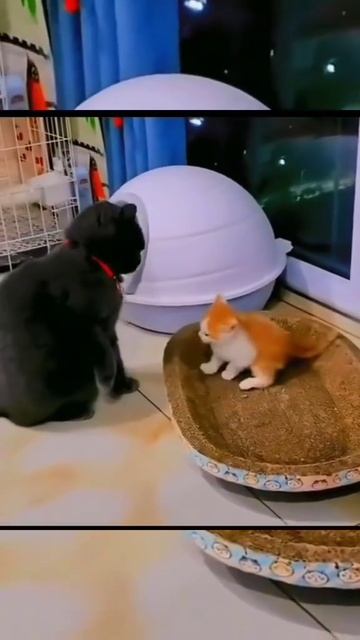 Битва за место. #прикол #прикольно #смех #смешно #котики #топ
