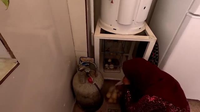 Тайяба в одиночку управляет фермой, капельное орошение деревьев