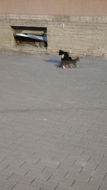 Сос! Удочерите котят! живут у дороги. Петербург