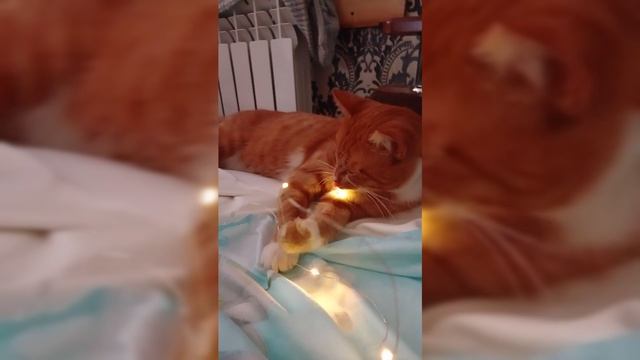 Весёлый кот Батон