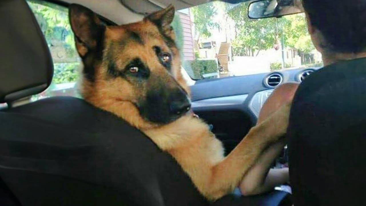 Почему немецкие овчарки заставляют вас так много смеяться 🐶