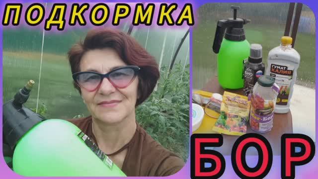 Подкормка помидор. Опадает завязь, значит БОР! 😉