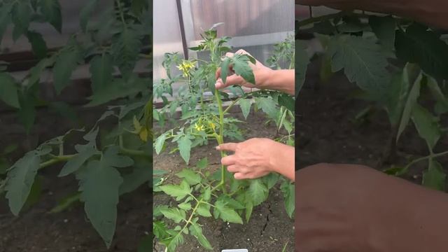 Как формировать и подвязывать томаты