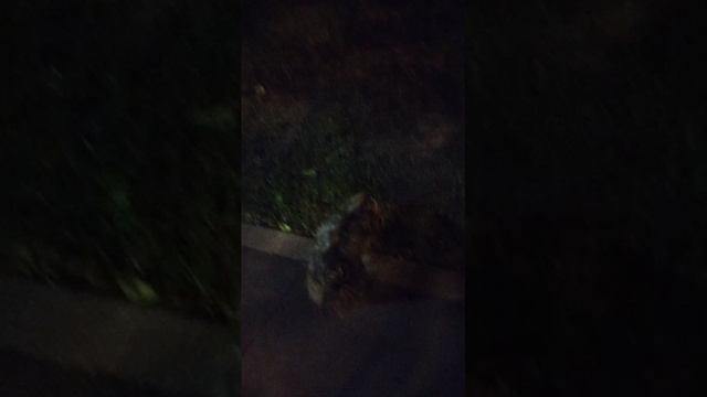 Мы идём гулять с собакой! | 18-июн-2025