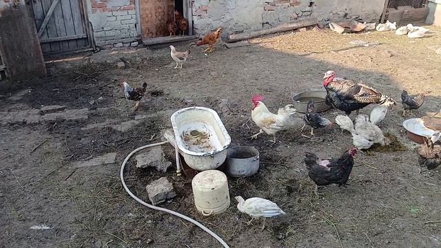 Мы теперь больше травы косить будем