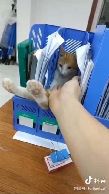 Личное пространство котика 😻❤️🤩👍