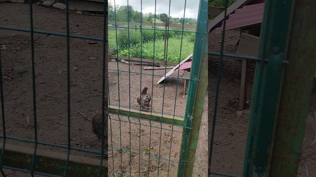 Сбор яиц🥚 Квочку определил в резервацию 🤠