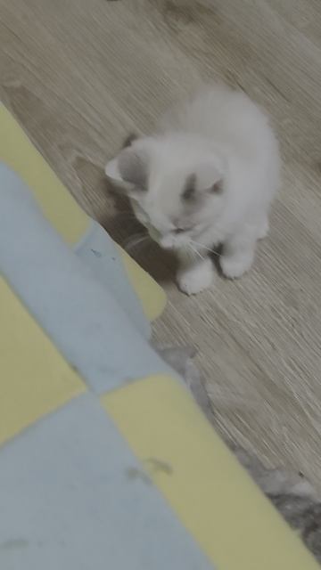 котята