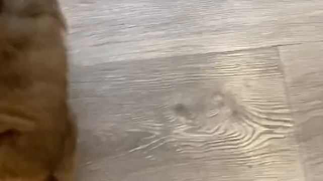 1000167166.mp4