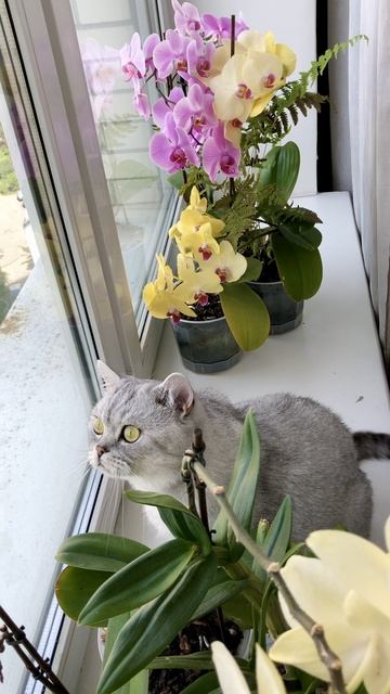 Котик Маню у окна с цветочками.