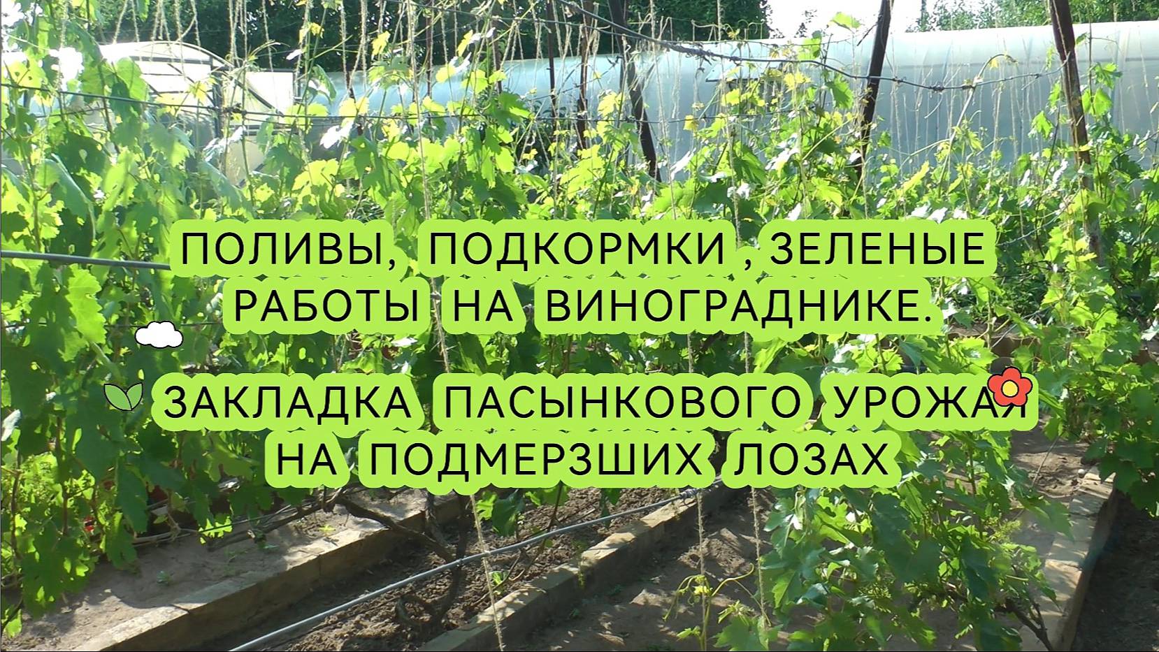 Поливы, подкормки, зеленые работы на винограднике. Закладка пасынкового урожая на подмерзших лозах