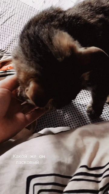 #кот