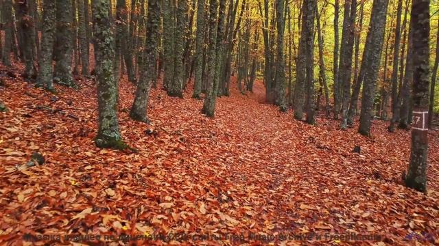 Этот клип - чистая гармония звука и мира - Track 02 -- Berbere Superstar -- The Best Things Are Neve