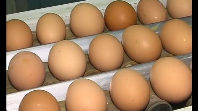 Учебно-методический фильм «Пробиотики в птицеводстве»