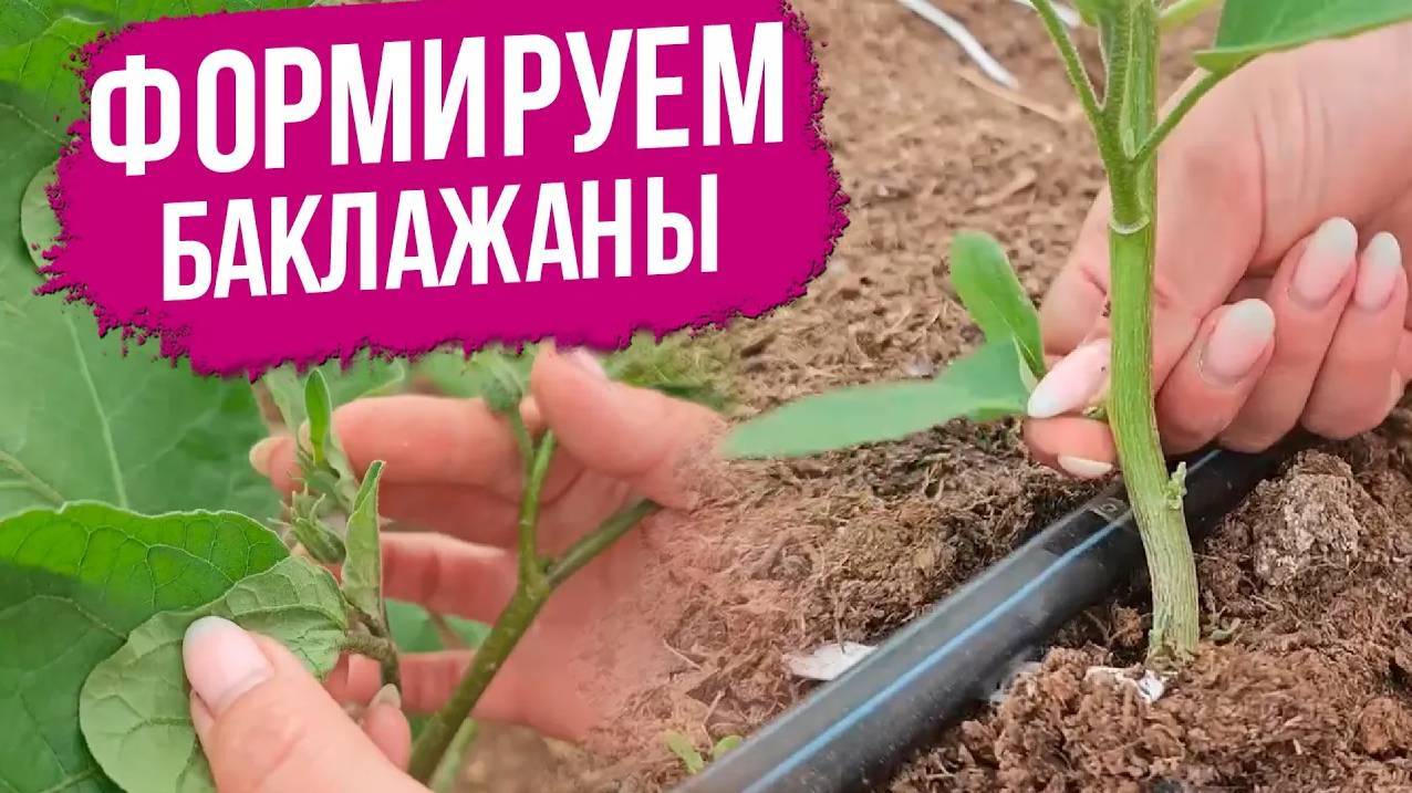 ПРАВИЛЬНЫЙ ПОЛИВ И ФОРМИРОВКА БАКЛАЖАНОВ ДЛЯ БОЛЬШОГО УРОЖАЯ!