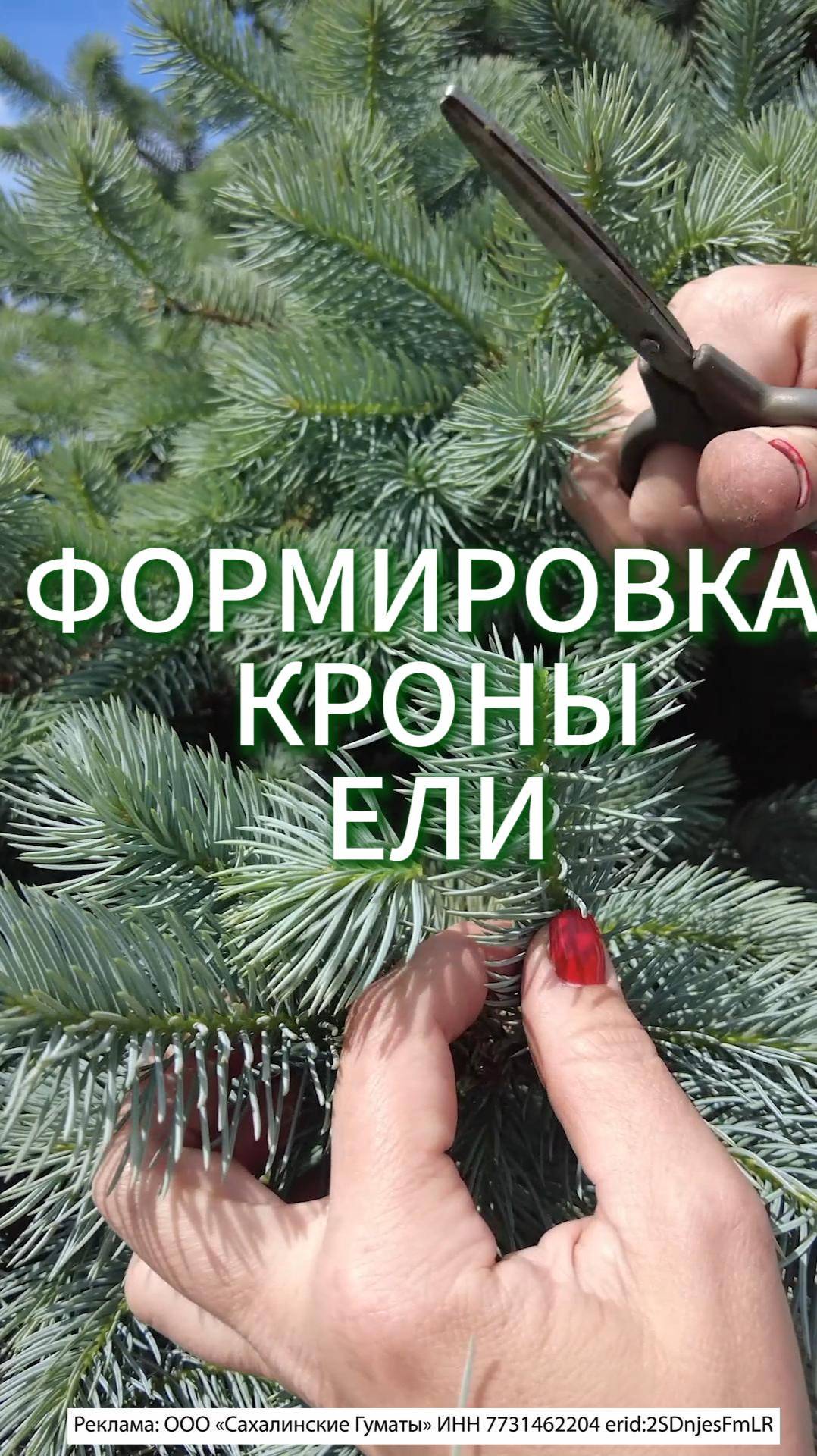 ФОРМИРОВКА/ПРИЩИПКА КРОНЫ ЕЛИ  #огород #садоводничество #дача