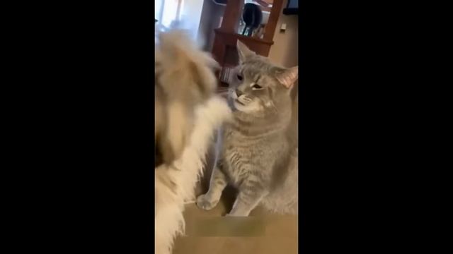 Смешные животные 😍 / №5