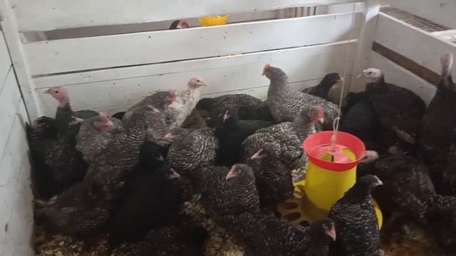 Птица растёт исключительно в сарае. Результат.