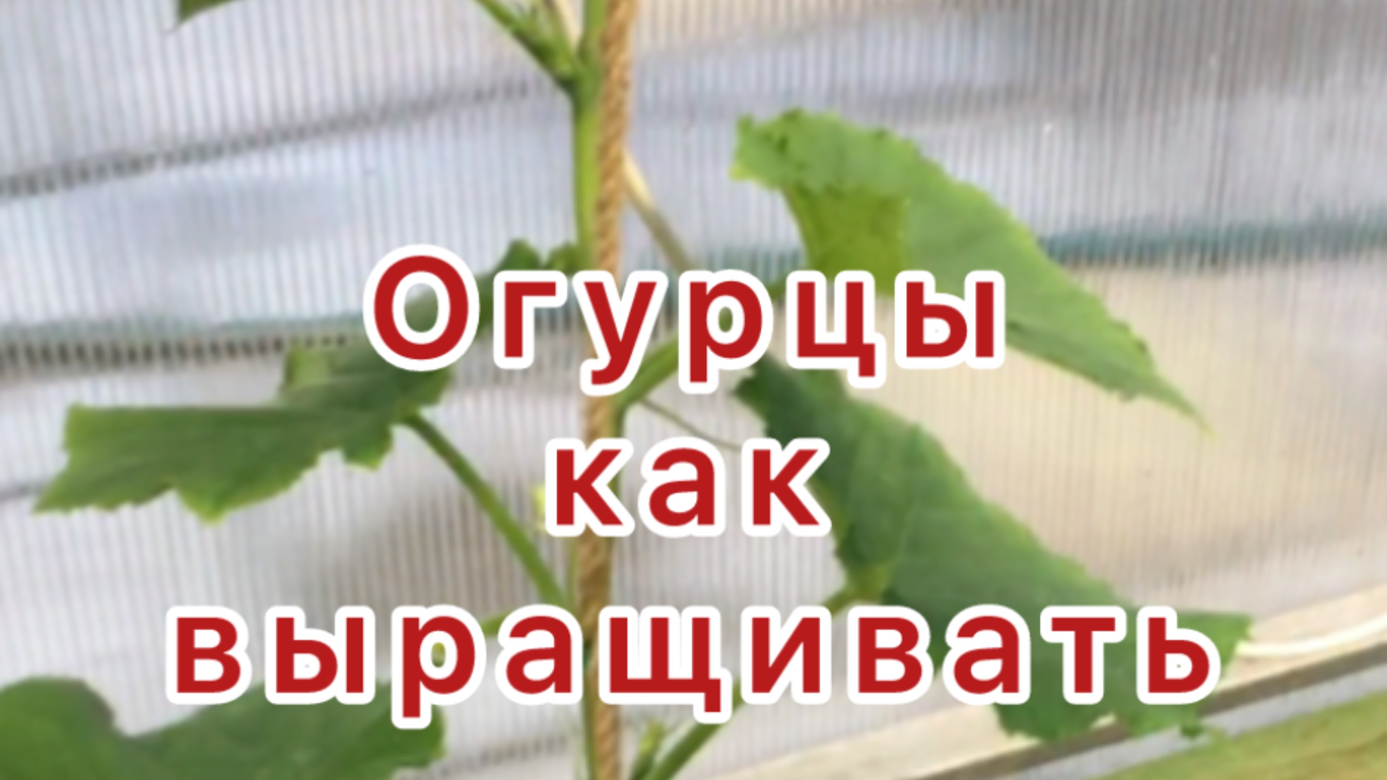 Огурцы как выращивать