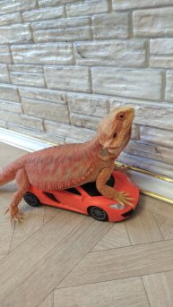 Ученик за рулём