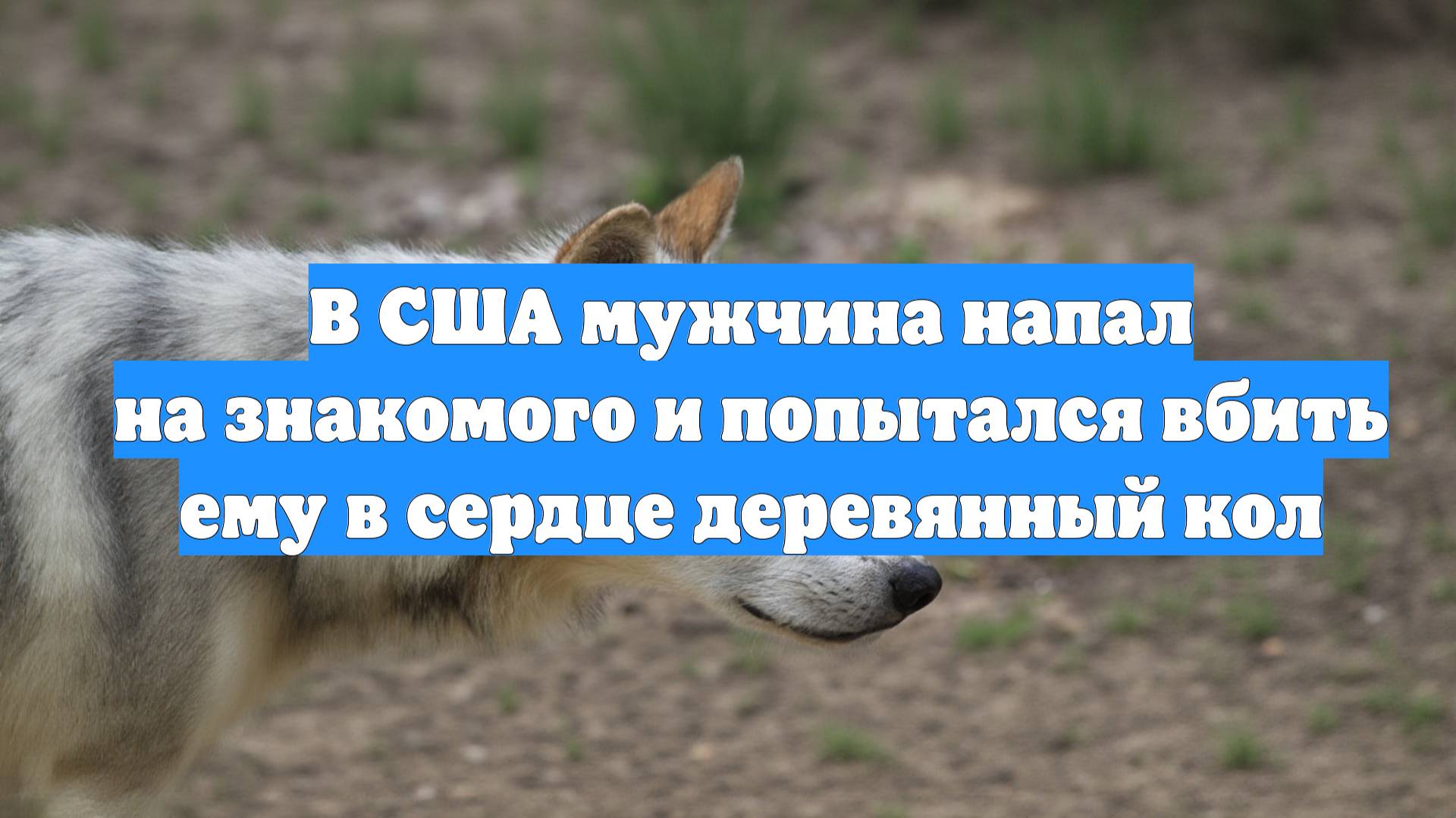 В США мужчина напал на знакомого и попытался вбить ему в сердце деревянный кол