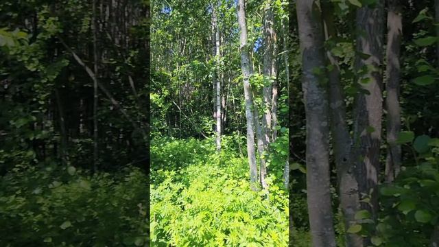 Заезд на участок Ленинградская область сделать