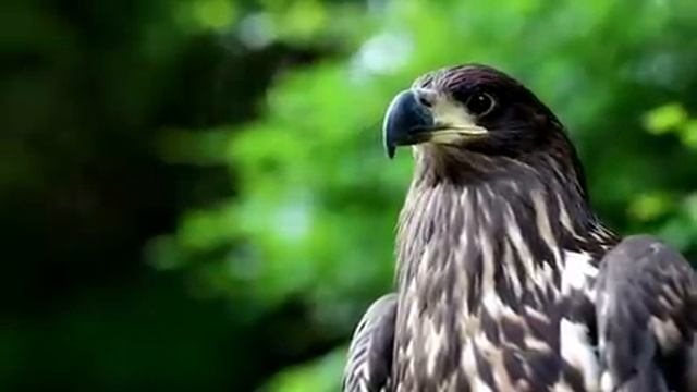 Самые красивые животные на планете: обзор удивительных созданий ч.39