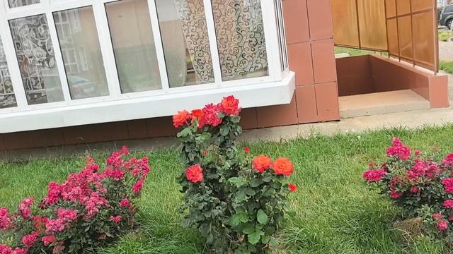 Приходили гости. Подарили розы.🌹🌹🌹