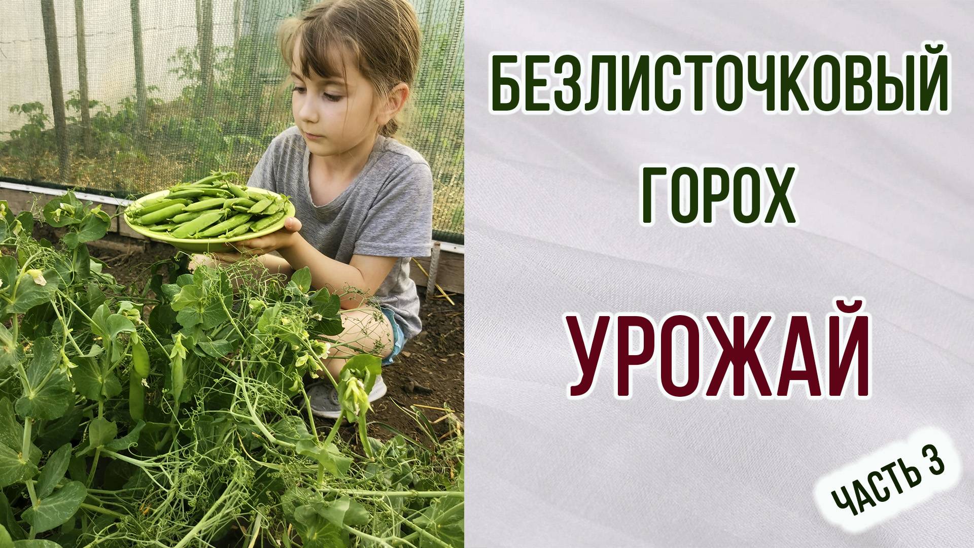 Безлисточковый горох. Урожай. Часть 3.