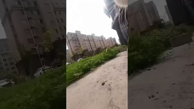 подборка котиков