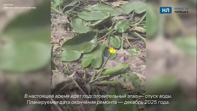 На двух липецких прудах капитально отремонтируют плотины