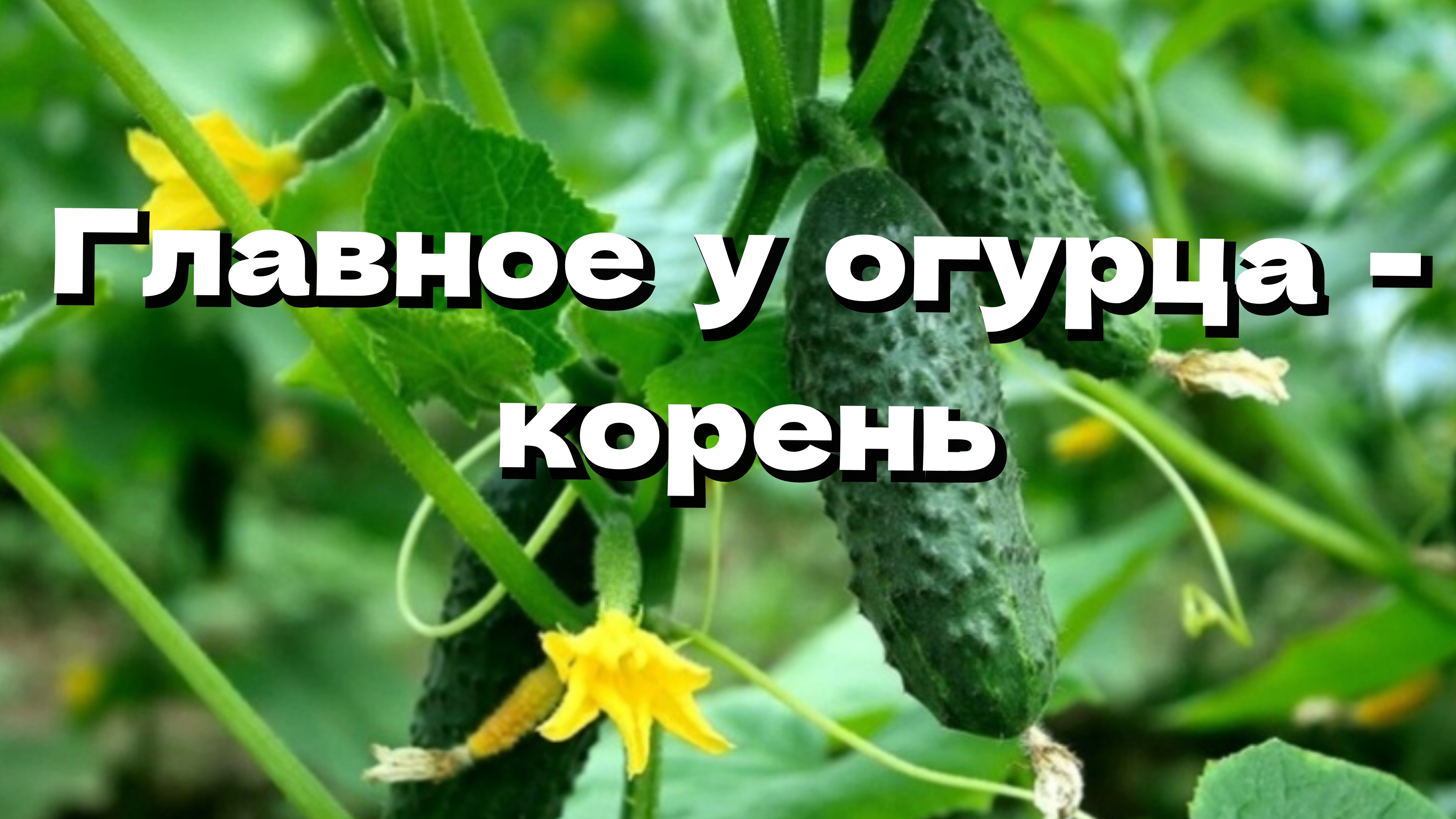 Подкормки и полив огурцов