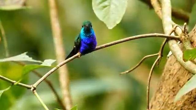 Самые красивые животные на планете: обзор удивительных созданий ч.86