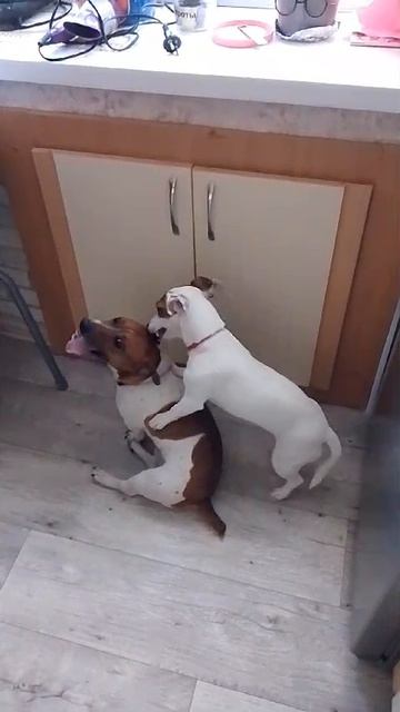 VID-20250526-WA0002.mp4