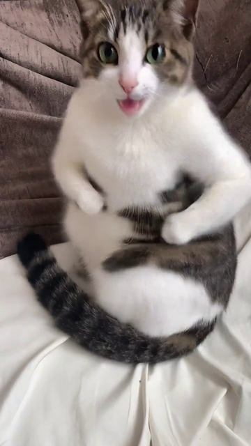 Опа Ча