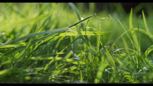 Вы не гуляли по лесу, пока не услышали этот саундтрек! - Another-Day -- Ketsa -- Night Vision
