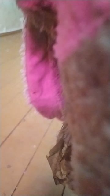 VID_20250618_152504.mp4