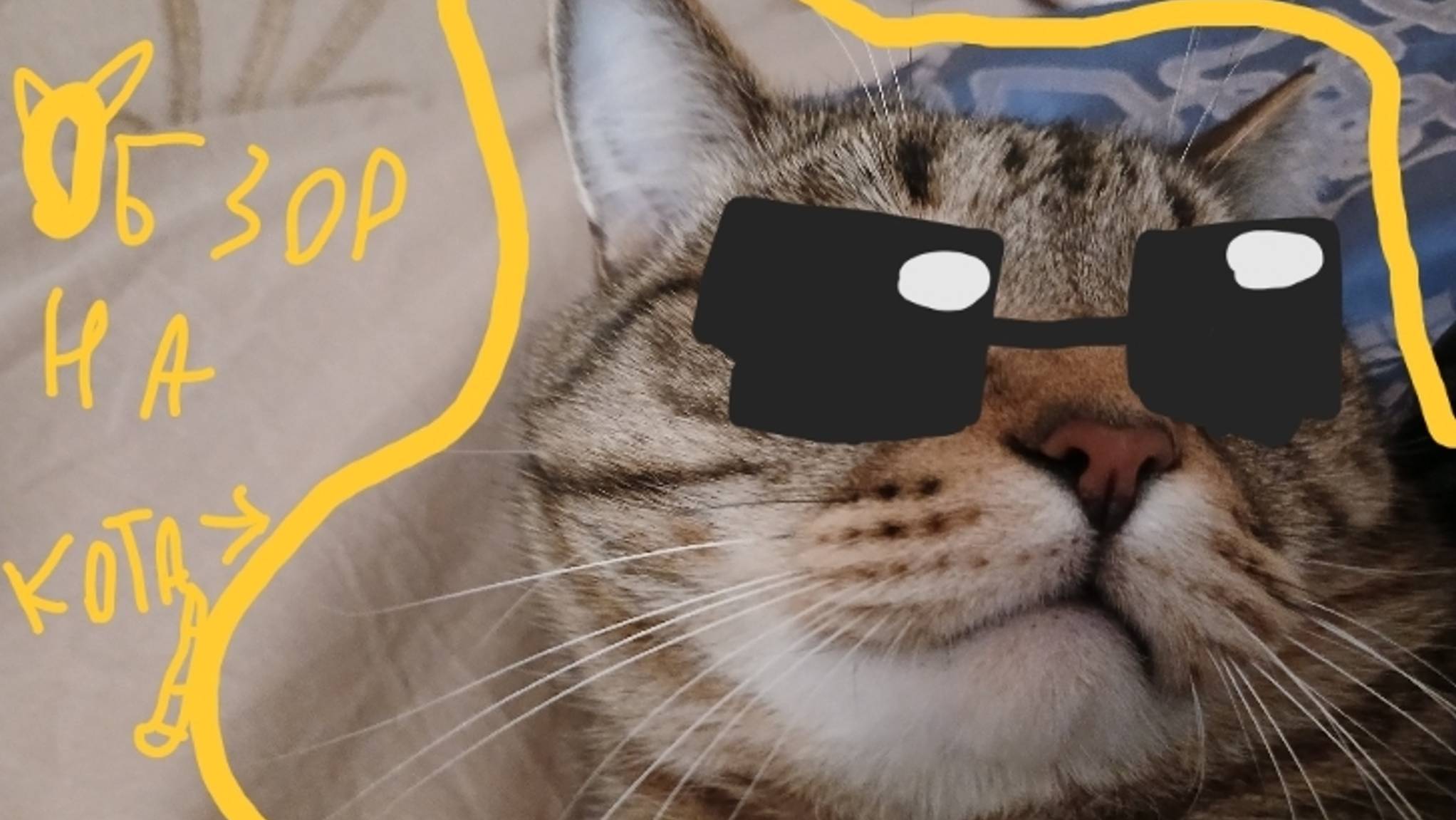 Обзор на кота