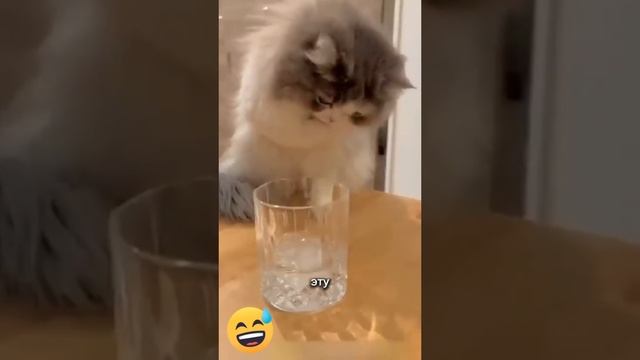 Смешные коты