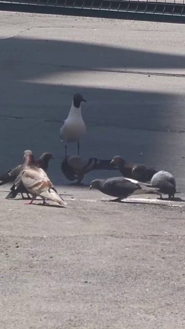откуда чайка
