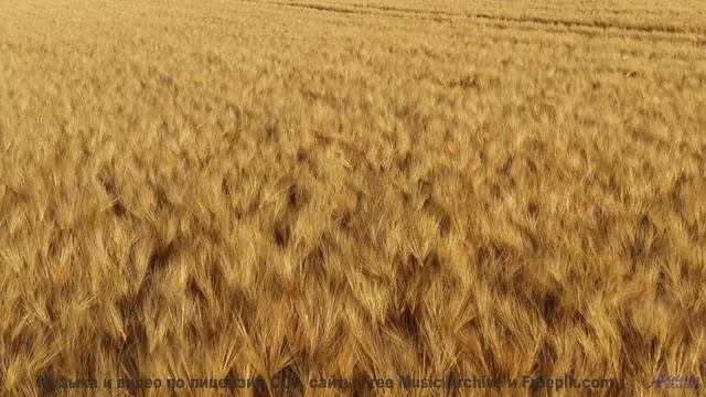 Слушайте эту песню - и пусть мир вокруг исчезнет! - Barnums Last Words -- New Millennium String Band