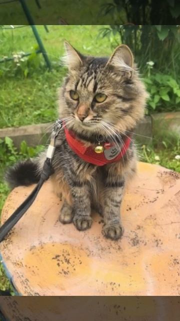 кошка прикол